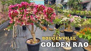 bougenville GOLDEN RAO