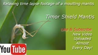 Moulting Mantis | Time lapse (Timor Shield Mantis)