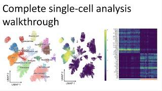 Complete single-cell RNAseq analysis walkthrough | Advanced introduction