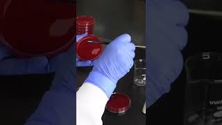 How to Streak a Petri Plate in 60 secs #microbiology #clinical #laboratory