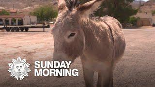 Giving wild donkeys a new life