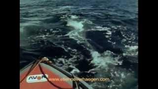 Riding on the Grey Whales / Un Chant d'Amour pour les Baleines