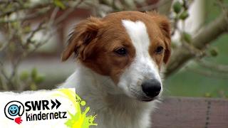 Welche Aufgabe hat ein Hofhund? | OLI's Wilde Welt | SWR Kindernetz