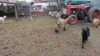 Goat playing, Baby goat video, Goat farm, Funny and Cute Goats Playing, Animal farm Bolovani