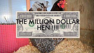 The Million Dollar Hen.