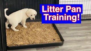 How To Train Puppies To Use A Litter Box