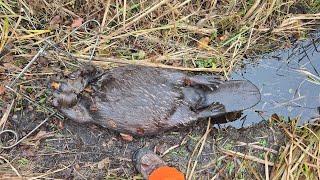 Channel Trapping Problem Beaver, We Caught a Giant!!!