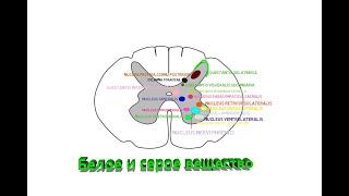 белое и серое вещество спинного мозга