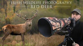 Red Deer - Wildlife Photography (Killarney National Park)