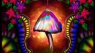 Psilocybe Project - Experience the Challenge