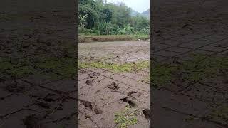 kondisi sawah setelah melewati proses tandur/mu uh#pertanian #cintabertani #tanimandiri #pesawahan