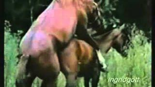 HORSE SEX MATING breeding horse MONTA NATURAL DE SEXO CABALLOS A YEGUAS