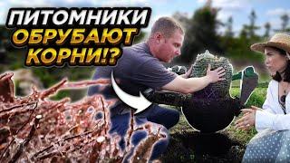 ЧТО ТВОРЯТ ПИТОМНИКИ растений РАДИ СИЛЬНЫХ (и компактных) корней