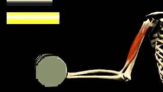 Isometric vs. Isotonic Contractions