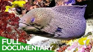 Coral Reefs - Magic of the Indo-Pacific | Free Documentary Nature