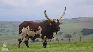 SOUTH AFRICA BEST ANKOLE BULL