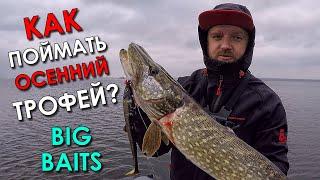 ПРИМАНКА НА ТРОФЕЙ! ЭТО BIG BAITS! Рыбалка на щуку осенью 2021! Ловля щуки на джиг на спиннинг