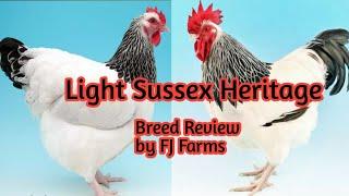 Sussex Heritage Breed| Complete Breed Analysis| Part 6| A review by FJ Farms| #fjfarms