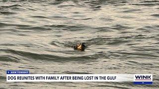 Dog rescued at sea off Fort Myers Beach by yacht's crew and reunited with family