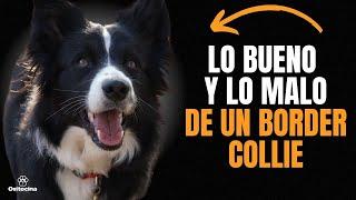 BORDER COLLIE: Ventajas y desventajas de tener uno.