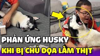 Phản Ứng Của HUSKY Khi Bị Chủ Dọa Làm Thịt | Yêu Lu Official