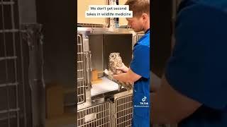 owl in anesthesia #credittotherightfulowner