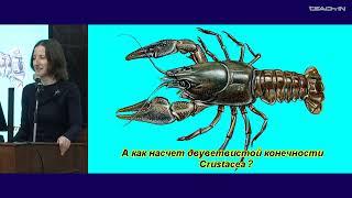 Богомолова Е.В. - Зоология беспозвоночных - 21. Тип Arthropoda (Членистоногие): Pancrustacea