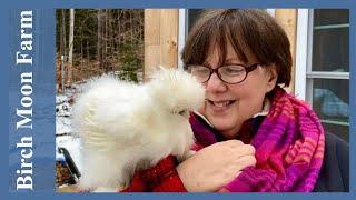 ALL About Tiny Chickens! | The Silkie Chicken Breed