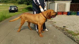 80 kg TOSA INU IN JAPAN