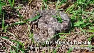 Massasauga Research