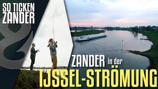 Buhnen-Zander aus der Ijssel! So ticken Zander!