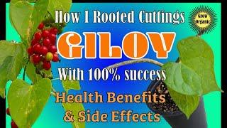 Giloy Health Benefits & Side Effects | Rooting cuttings of Giloy 100% Success | Tinospora cordifolia