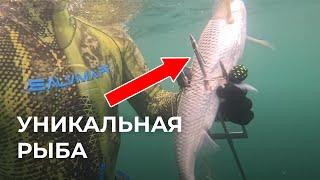 Подводная охота на КУТУМА в Каспийском море