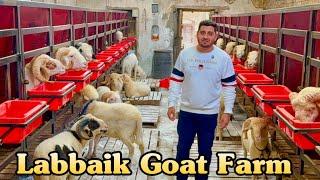 Labbaik Goat Farm Full Tour, Bhiwandi City | The Most Popular Sheep Palai Farm