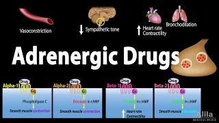 Adrenergic Drugs - Pharmacology, Animation