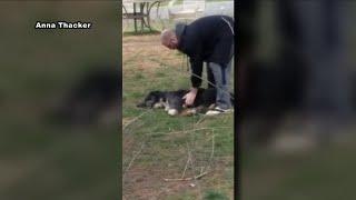 Owner arrested on animal animal abuse, 22 other charges after viral video