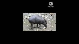 baby cute animals amazing short video compilation # bro Animals