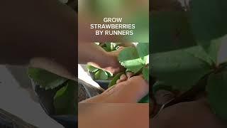 Grow more strawberries by runners#garden