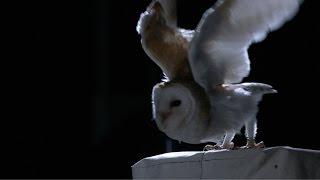 The silent flight of an owl - Natural World: Super Powered Owls Preview - BBC Two