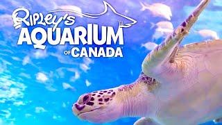 Ripleys Aquarium of Canada full tour