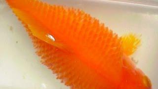 Medication / Cure for Goldfish Dropsy