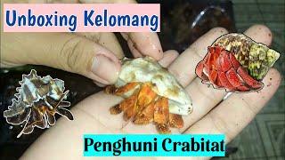 Unboxing puluhan kelomang perlatus || Kelomang stroberi untuk crabitat