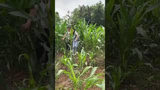 Rural women kidnapped#Rural funny videos make people happy every da