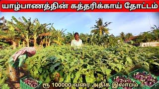யாழ்பாணத்தின் கத்தரிக்காய் தோட்டம்/Eggplant garden in Jaffna/srilankan boy