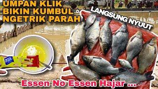 UMPAN REBUS EMANG GAK ADA LAWAN ‼️ Racikan Umpan Ikan Mas Terbaru