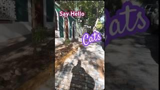 Cool Cats in San Juan #shorts  #shortsvideo #shortsfeed #cats