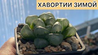 Как растут Хавортии зимой без досветки. Haworthia