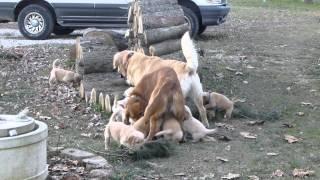 Too cute 12 golden retriever Pups Play With their Mother and Father