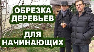 Обрезка деревьев для начинающих. Первые шаги. С Чего начать?