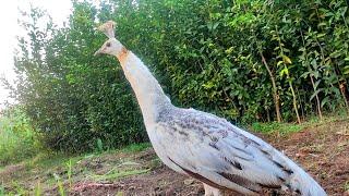 female peacock sound, peahen morni ki awaz